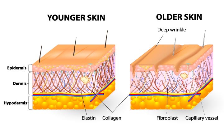 young skin vs old skin
